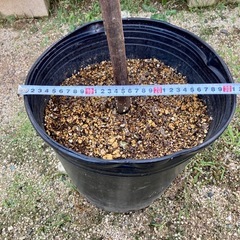 ［026］特価！値下げ 大株 ミモザ 銀葉アカシア オージープランツ　¥5,800→の画像