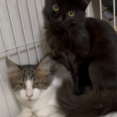 里親募集　長毛美猫　推定ママ猫1歳半/子猫5ヶ月
