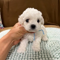 ビションフリーゼ　子犬販売中