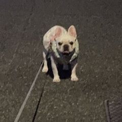 犬友さん募集させてください🐶