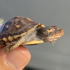 アメリカハコガメ　亀　爬虫類　