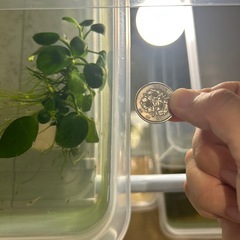 アヌビアスナナ　水草の画像