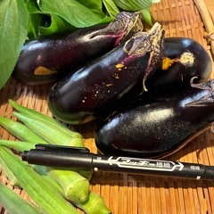 9/23朝どれ無農薬野菜セットの画像