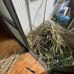 薪がたくさんあります。もしよろしければ私の家に来てください。私は日本でインターンをしているので、どこに捨てたらいいのか分かりません。受け取っていただけると大変助かります。の画像