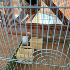 ホーエイ　鳥籠の画像