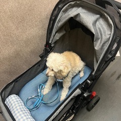 犬　バギー　自立可能対面式ペットカート 　の画像