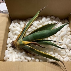 アガベ　サルミアナフェロックス錦【子株】の画像