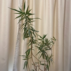 ドラセナ　観葉植物の画像