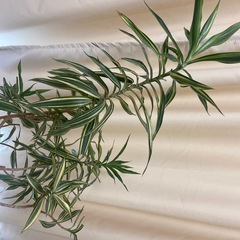 ドラセナ　観葉植物の画像