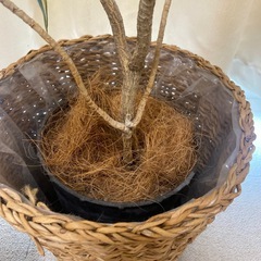 ドラセナ　観葉植物の画像