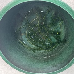 睡蓮鉢とメダカと水草とお掃除係のヌマエビの画像