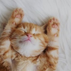 🌼全国雑談通話グルチャ🌼特に女性大募集‼️