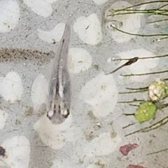 サファイア　メダカ　親めだか　10匹の画像