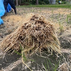 藁の画像