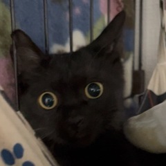 ちょっとビビリな黒猫
