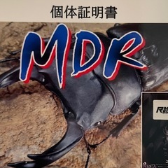 オオクワガタ♂単81.5ミリ（同腹91ミリ）MDR血統の画像