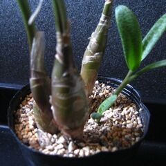 球根型植物　観葉植物　レデボウリア　パウシフローラ　豹柄の葉がきれいですの画像