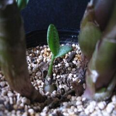 球根型植物　観葉植物　レデボウリア　パウシフローラ　豹柄の葉がきれいですの画像
