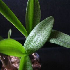 球根型植物　観葉植物　レデボウリア　パウシフローラ　豹柄の葉がきれいですの画像