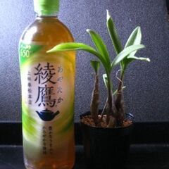 球根型植物　観葉植物　レデボウリア　パウシフローラ　豹柄の葉がきれいですの画像