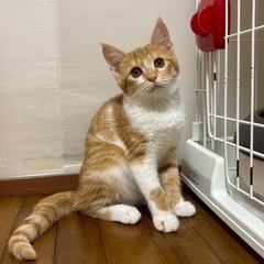 茶白　子猫　抱っこできます
