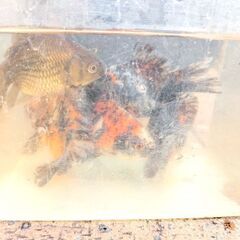 金魚　キャリコ玉サバ１匹の画像