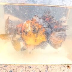 金魚　キャリコ玉サバ１匹の画像