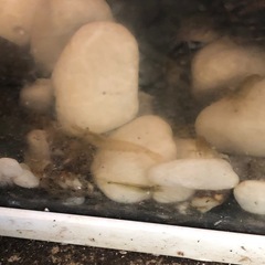 野生のメダカ・野生のエビ(50匹セット売り)の画像