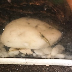 野生のメダカ・野生のエビ(50匹セット売り)の画像
