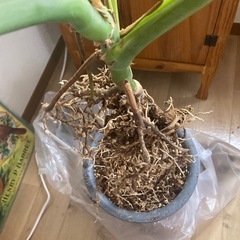 モンステラ
の画像