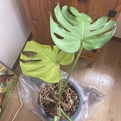 モンステラ
の画像