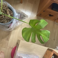 モンステラ
の画像