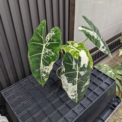 サムネイル