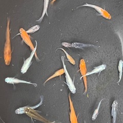 メダカ　色々約30匹
の画像