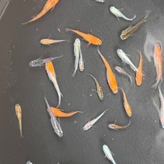 メダカ　色々約30匹
の画像