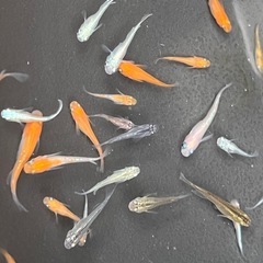 メダカ　色々約30匹
の画像