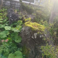日本庭園用庭石　数個あります。の画像