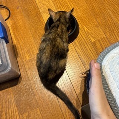 美人のサビ子猫ちゃん💓2ヶ月ゴロスリの甘えん坊です − 栃木県