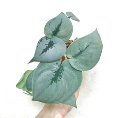 観葉植物/スキンダプサス•オルモストシルバー