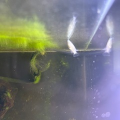 青メダカ(3匹〜8匹)の画像