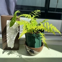 カラジウムビコロールの画像