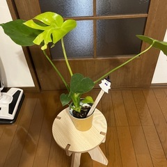 早めの取引き可能な方‼️観葉植物モンステラ②🪴の画像