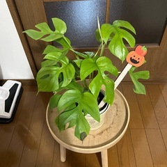 本日取引き可能な方‼️観葉植物ミニモンステラ③🪴の画像