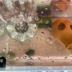 グッピー稚魚の画像