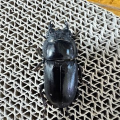 大型血統　スマトラヒラタクワガタ【世子】
の画像
