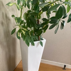 観葉植物と鉢の画像