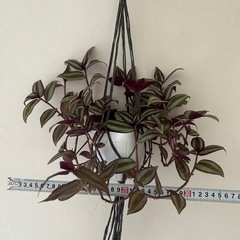 観葉植物 トラディスカンティア ゼブリナ②の画像