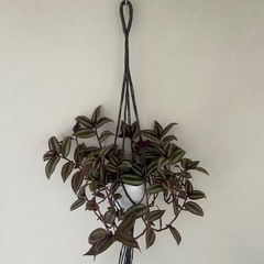 観葉植物 トラディスカンティア ゼブリナ②の画像