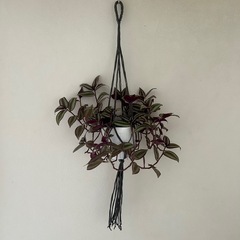 観葉植物 トラディスカンティア ゼブリナ②の画像