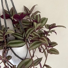 観葉植物 トラディスカンティア ゼブリナ②の画像